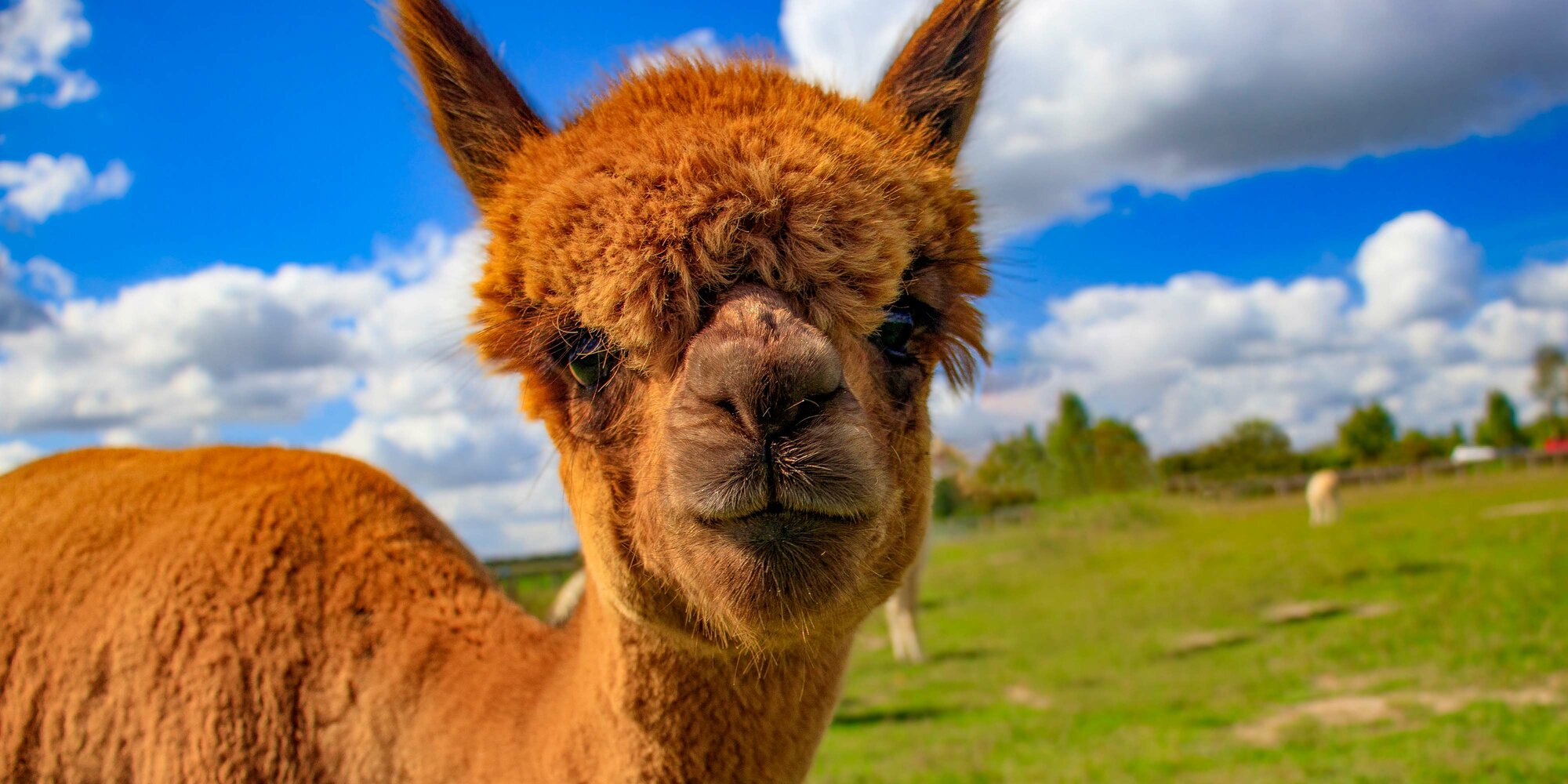 Relax on a hike with alpacas DB Regio Bayern DB Regio Bayern